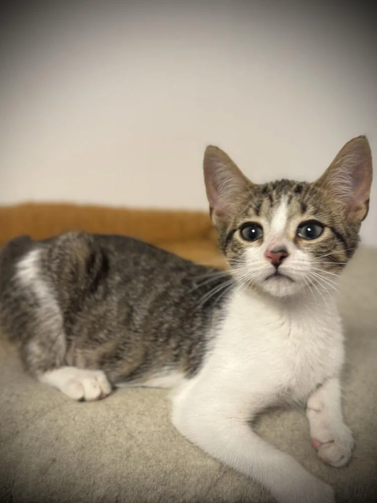 A baby small-sized female Domestic Short Hair cat named Malaya for adoption in Jackson, GA