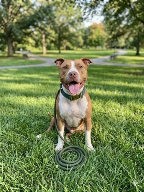 An adult large-sized male American Bulldog dog named Dexter for adoption in Miami, FL