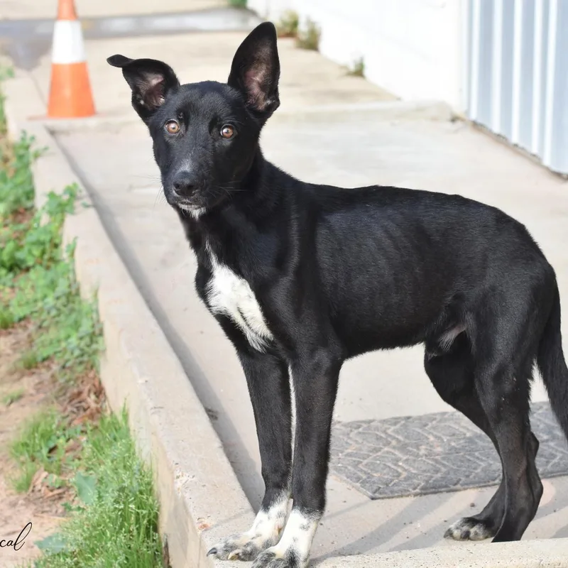 A baby medium-sized male Black Labrador Retriever dog named Rascal for adoption in Pearland, TX