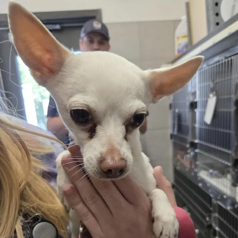A senior small-sized male White / Cream Chihuahua dog named Dipper for adoption in Hinsdale, IL
