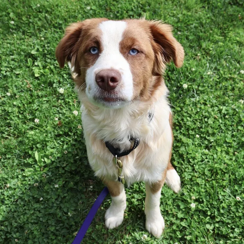 A young medium-sized male Red / Chestnut / Orange Shepherd dog named Ginger for adoption in Briarcliff Manor, NY