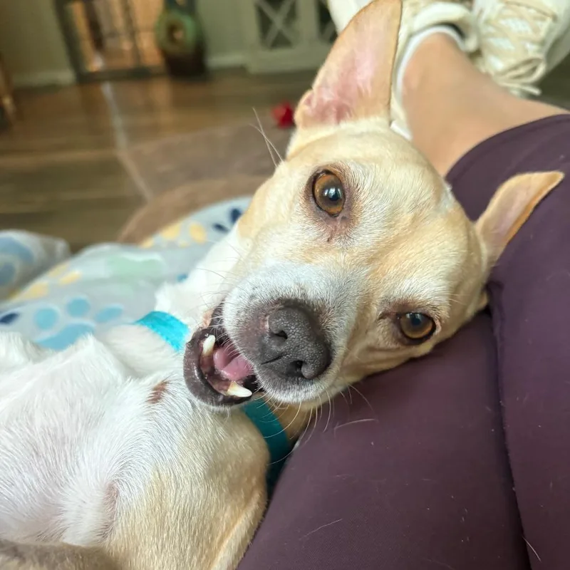 An adult small-sized male Yellow / Tan / Blond / Fawn Chihuahua dog named Chiroso for adoption in Wake Forest, NC