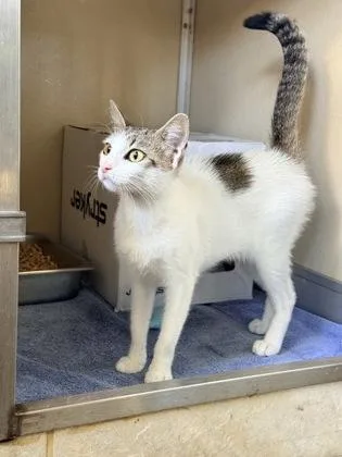 An adult small-sized female Domestic Short Hair cat named Passenger Princess for adoption in Honolulu, HI