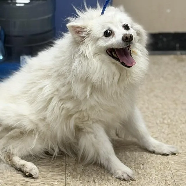 A senior medium-sized male White / Cream American Eskimo Dog dog named Sleet for adoption in Bullhead City, AZ