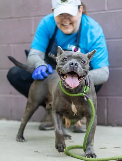 An adult medium-sized female Mixed Breed dog named Mayla for adoption in Chamblee, GA