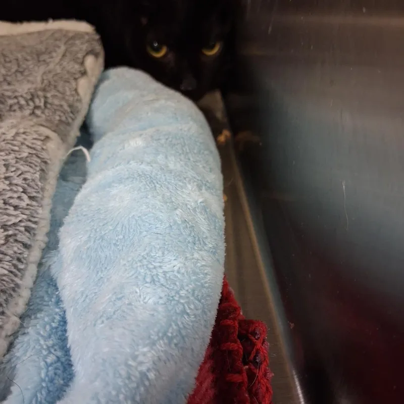 An adult small-sized male Black Domestic Short Hair cat named Ryder for adoption in Ashtabula, OH