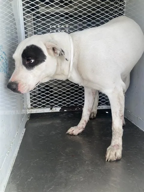 A young large-sized female Pit Bull Terrier dog named Olivia for adoption in Bakersfield, CA