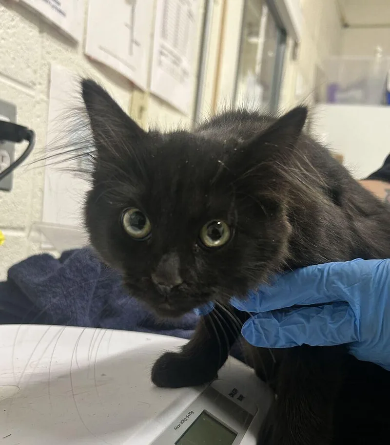 A baby small-sized male Black Domestic Short Hair cat named Lucifer for adoption in Fruit Heights, UT