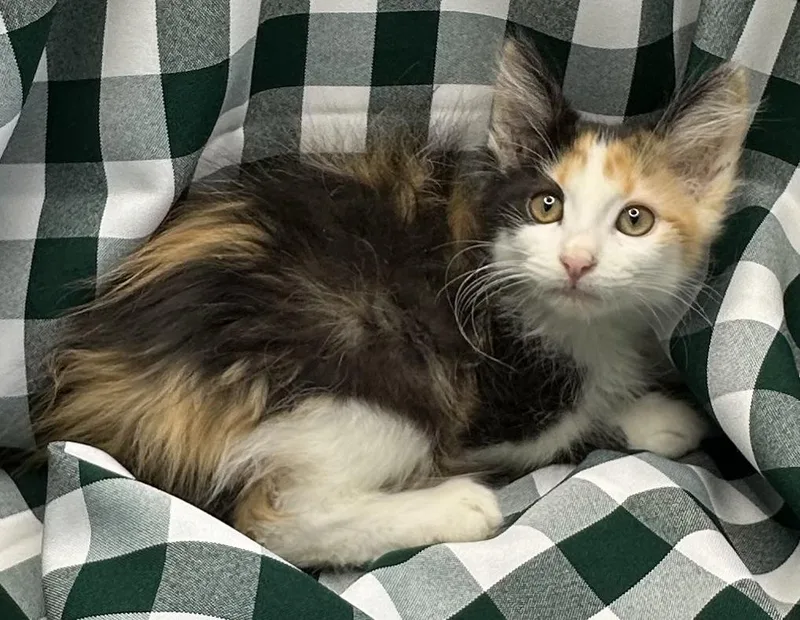 A baby small-sized female Maine Coon cat named Bhatata for adoption in San Diego, CA