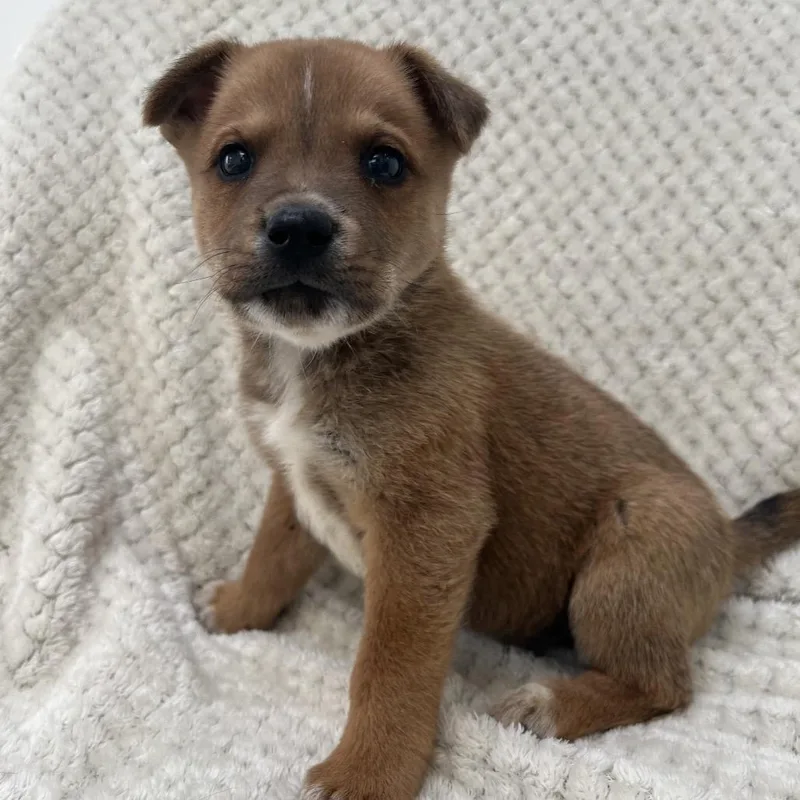 A baby medium-sized male Brown / Chocolate Chihuahua dog named Scooby Doo for adoption in Murray, UT