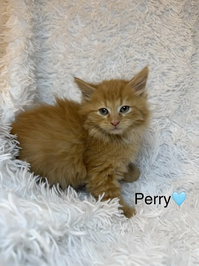 A baby medium-sized male Orange & White Domestic Long Hair cat named Perry for adoption in Copley, OH