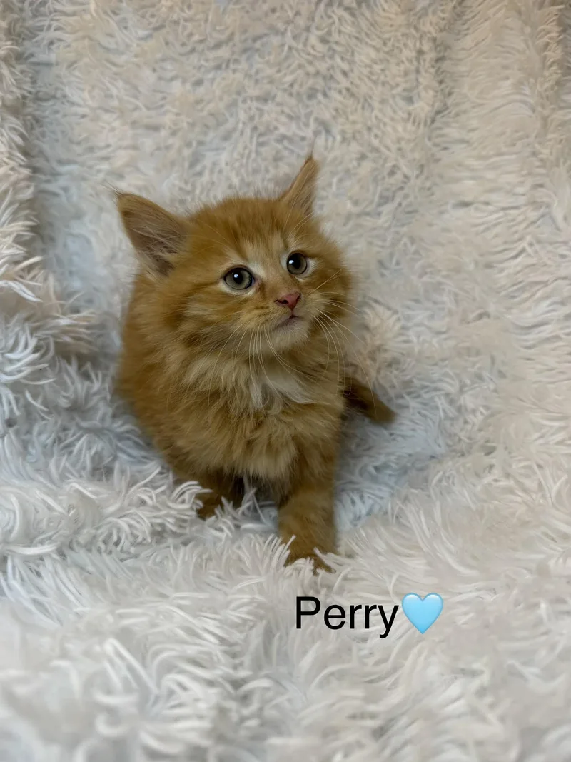 Perry thumbnail 2