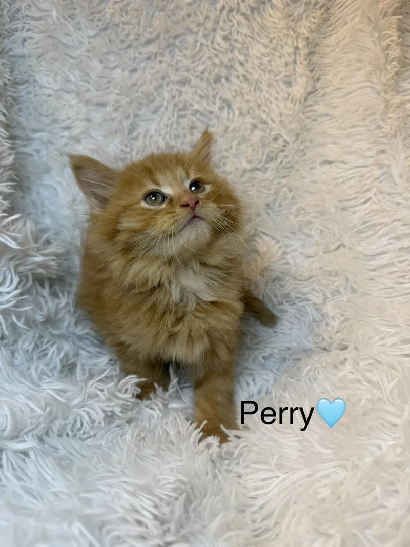 Perry thumbnail 3
