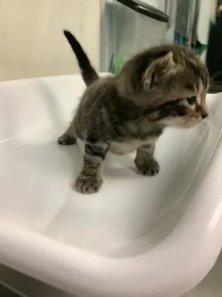 A baby small-sized male Domestic Short Hair cat named Big Jimmy for adoption in Largo, FL