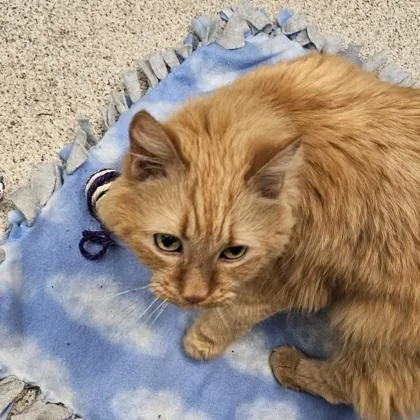 A senior small-sized male Domestic Long Hair cat named Leo for adoption in Scotia, NY