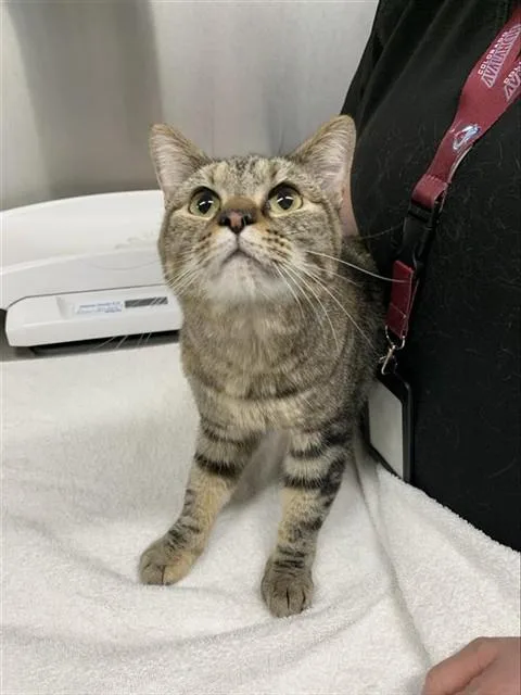 A young small-sized female Domestic Short Hair cat named Peanut for adoption in Fairbanks, AK