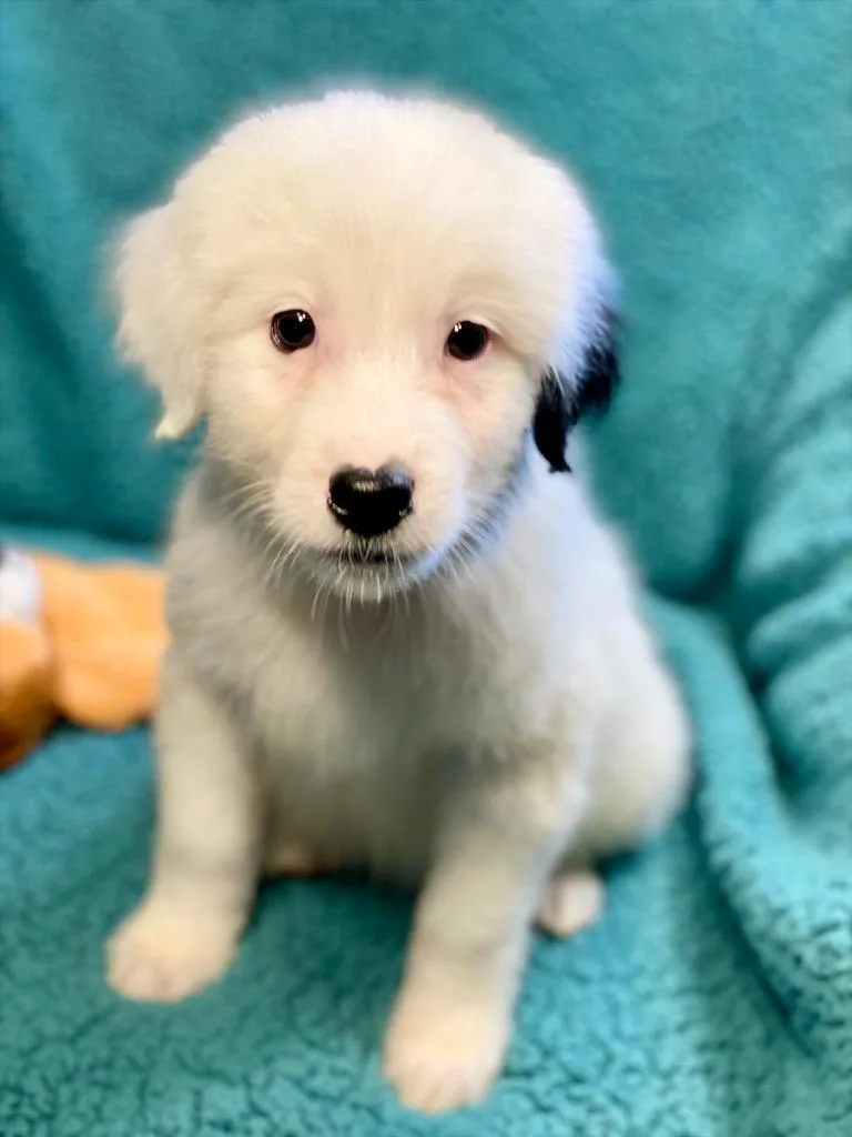 A baby medium-sized male Australian Shepherd dog named Luke for adoption in Urbandale, IA