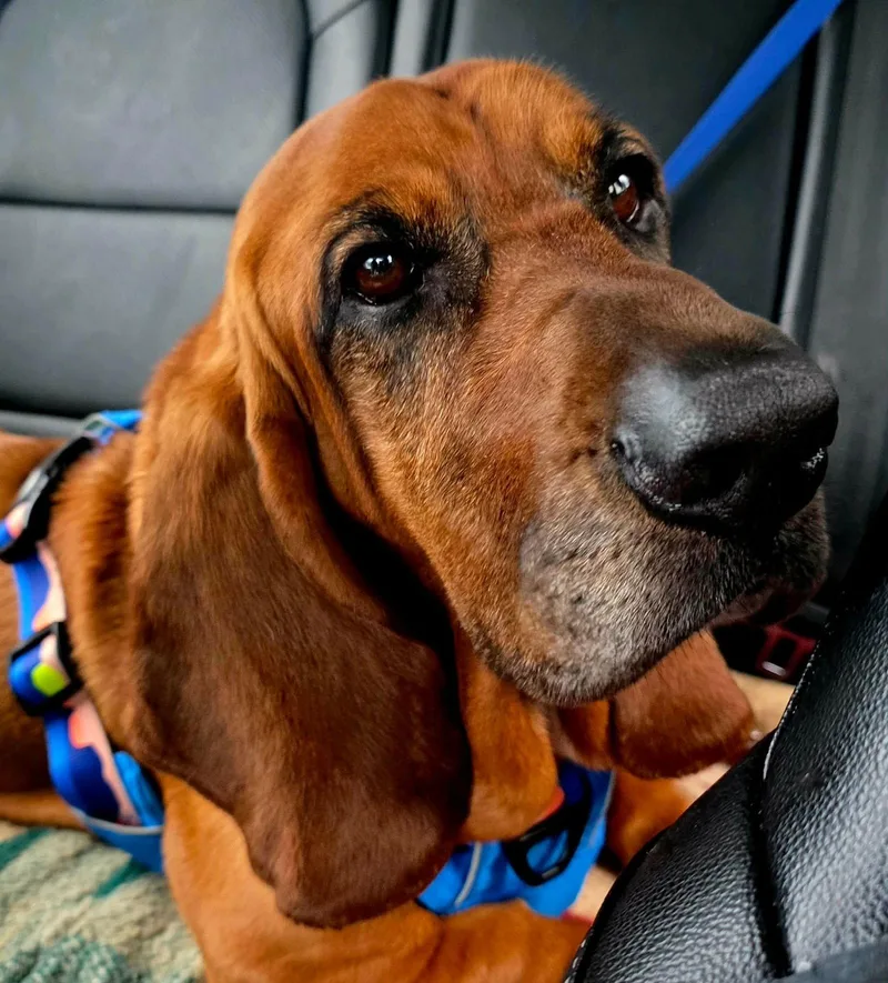 A young medium-sized male Basset Hound dog named Sunny for adoption in Brookville, OH