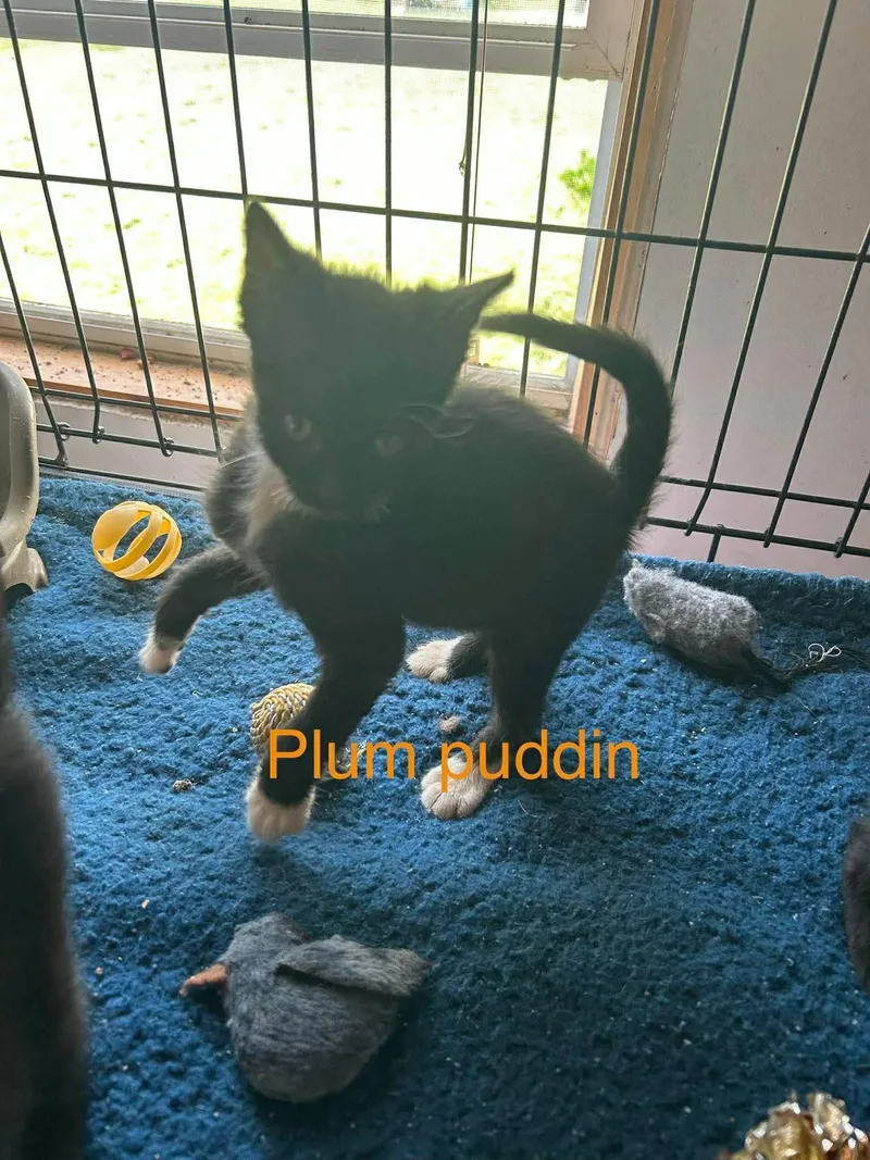 A baby medium-sized female Domestic Short Hair cat named Plum Pudding for adoption in hinckley, IL