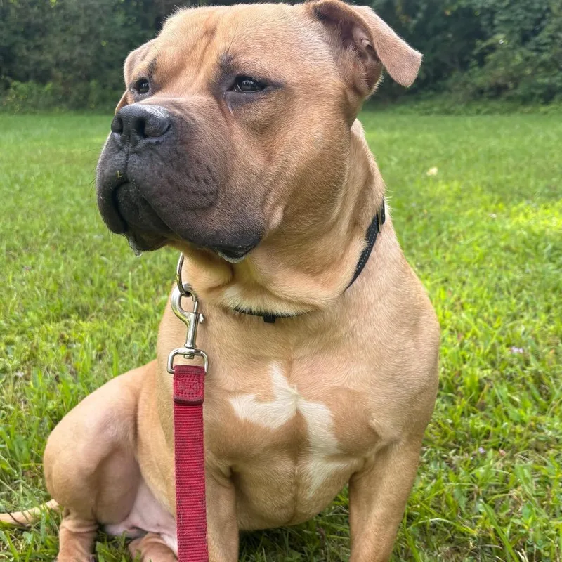 An adult large-sized male Mixed Breed dog named Anubis for adoption in Fairport, NY