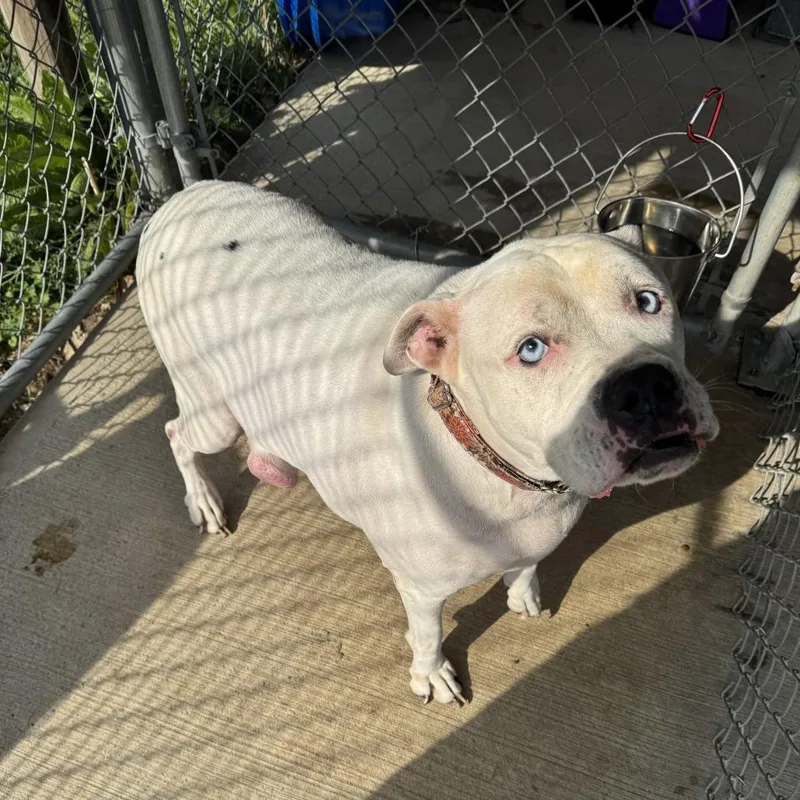 A senior medium-sized female American Bulldog dog named Blue for adoption in Delaware, OH