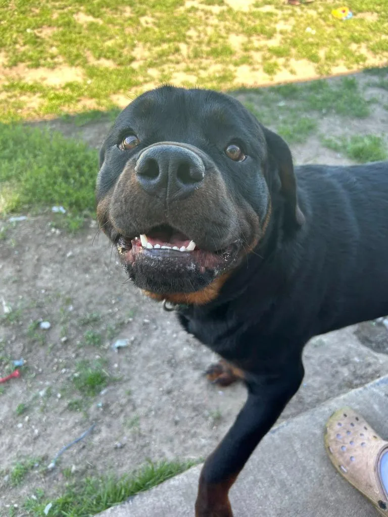 A baby extra large-sized male Rottweiler dog named Koba for adoption in Warren, MI