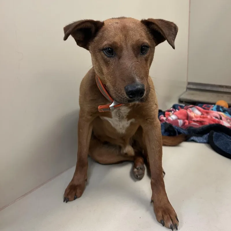 An adult medium-sized male Red / Chestnut / Orange Mixed Breed dog named Red Butler Campus for adoption in Flagstaff, AZ
