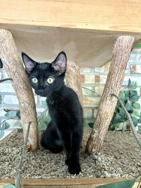 A baby medium-sized female Domestic Short Hair cat named Jessie for adoption in Karns City, PA