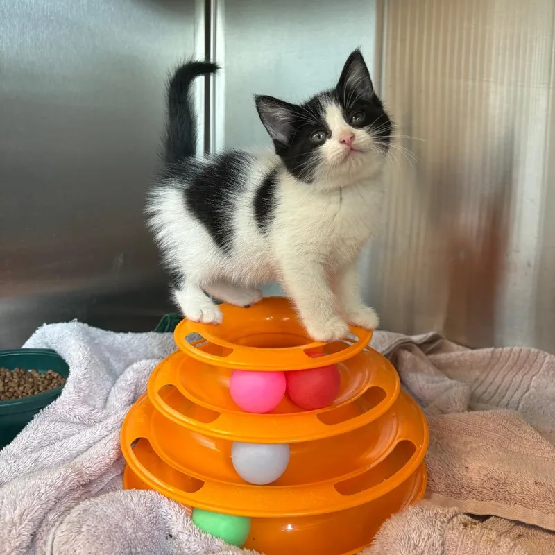 A baby small-sized female Black Domestic Short Hair cat named Tub for adoption in Washington Township, OH