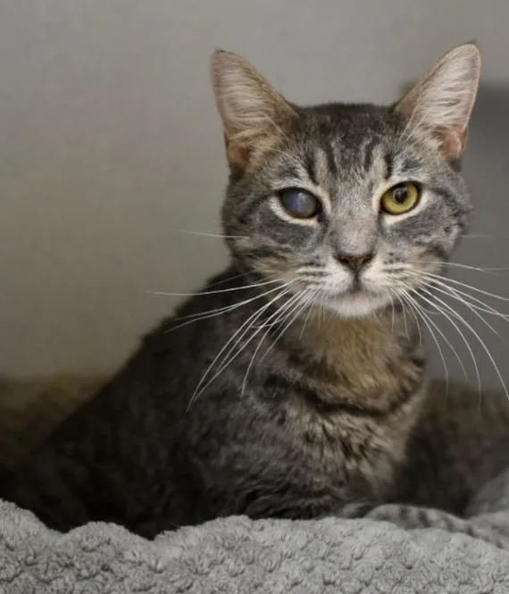 An adult medium-sized male Tabby (Gray / Blue / Silver) Domestic Short Hair cat named Gandalf The Grey for adoption in Marietta, GA