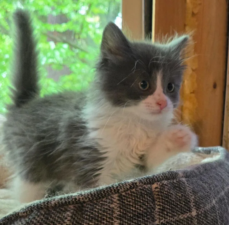 A baby medium-sized male Domestic Short Hair cat named Patrick Star for adoption in Brainardsville, NY