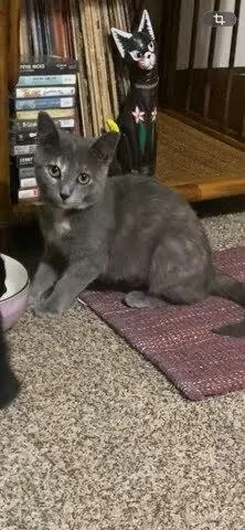 A baby medium-sized female Domestic Short Hair cat named Asterin for adoption in Evansville, IN