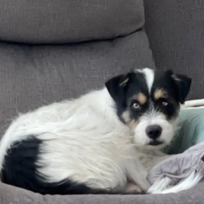 Buddy