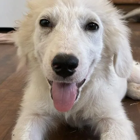A young medium-sized male Great Pyrenees dog named Einstein — A Little for adoption in Houston, TX