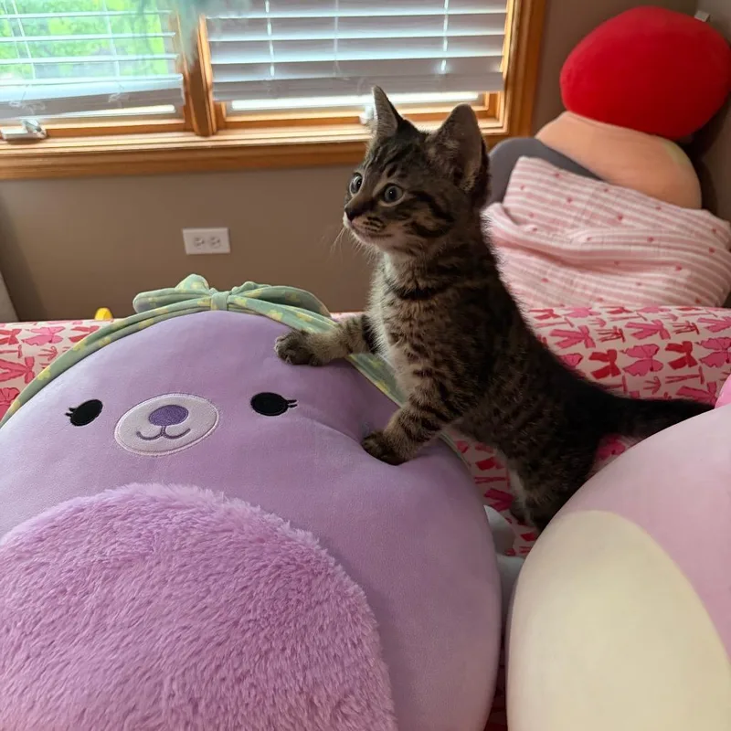 Turnip thumbnail 2