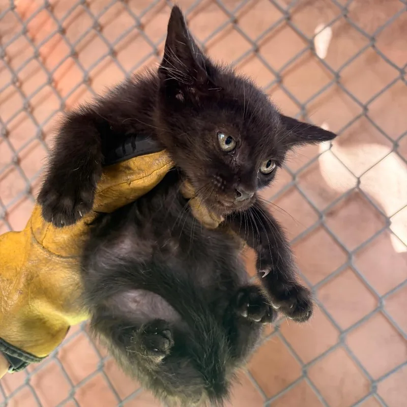 A baby small-sized male Black Domestic Short Hair cat named Cannoli for adoption in Edinburg, TX