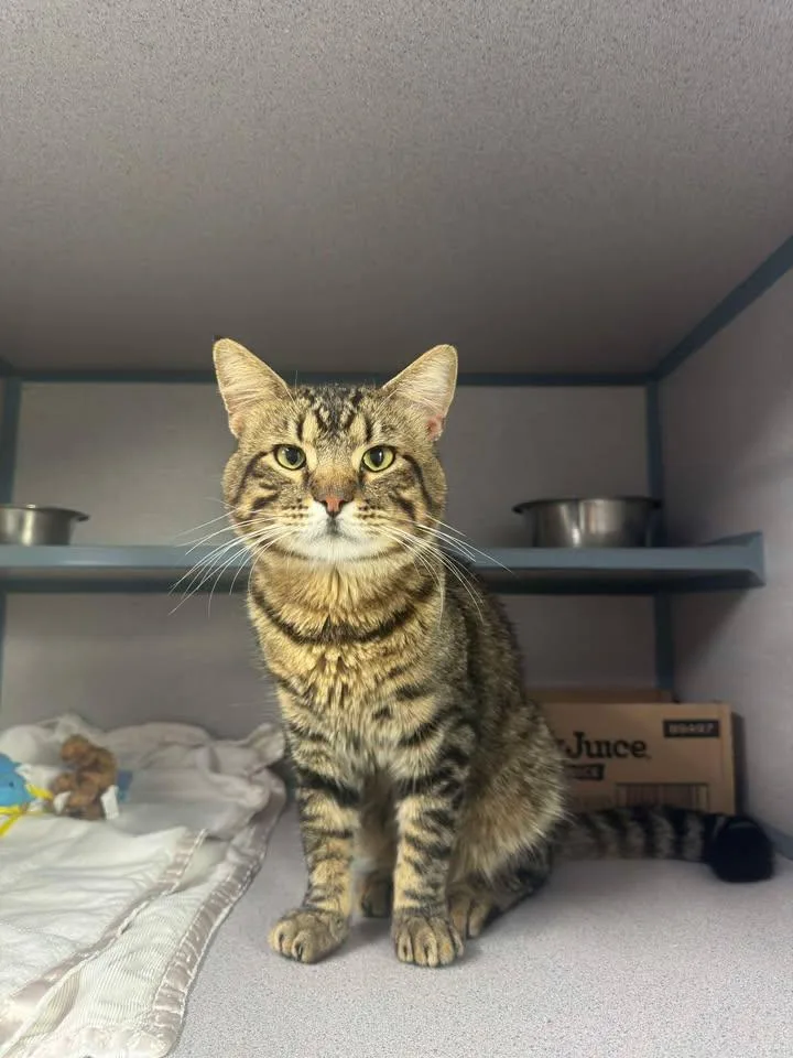An adult medium-sized male Domestic Short Hair cat named Sonic for adoption in Knoxville, IA