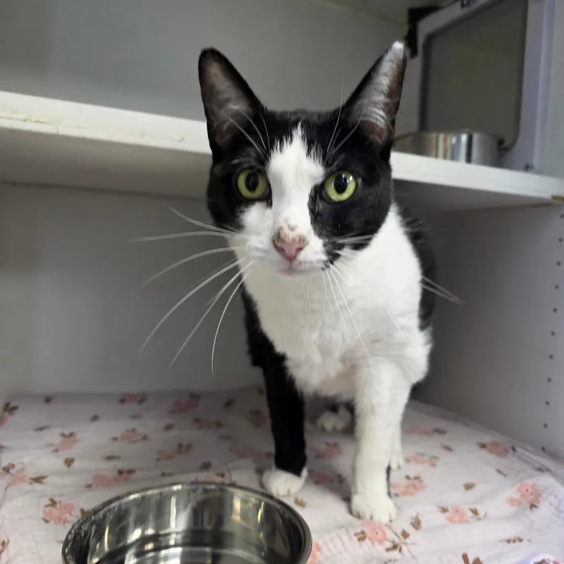 A senior small-sized female Black Domestic Short Hair cat named Kit for adoption in Duncan, OK