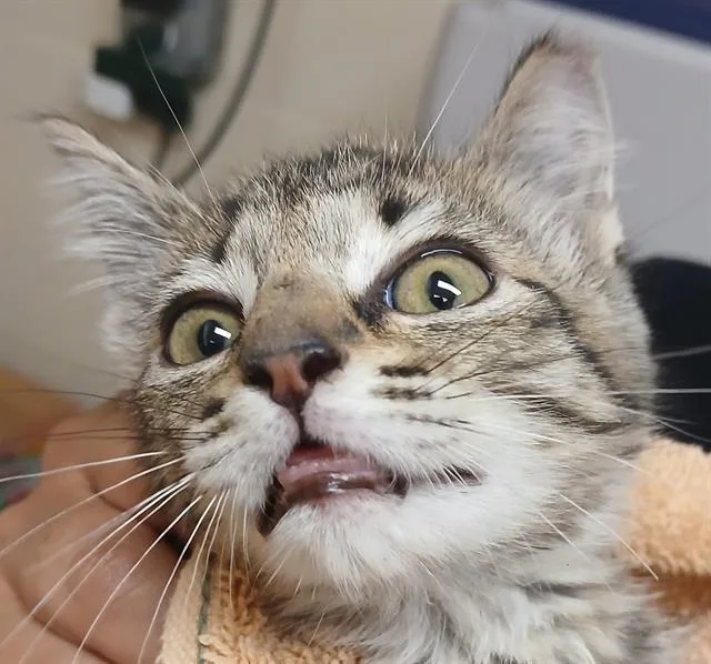 A baby small-sized female Domestic Short Hair cat named Sizzle for adoption in Lodi, CA