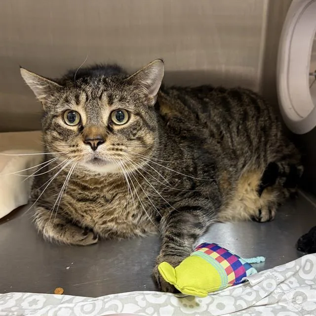 An adult small-sized male Domestic Short Hair cat named Alfie for adoption in Centerville, MA