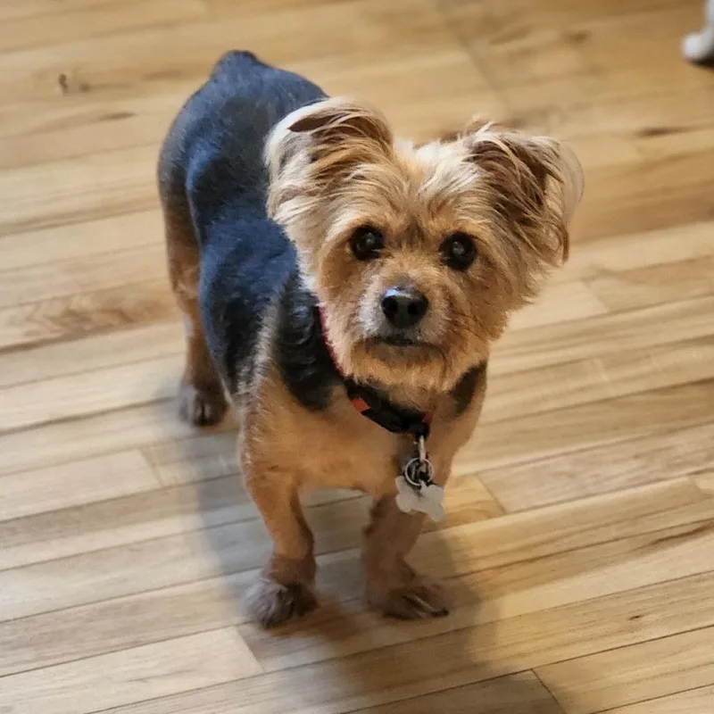 A senior small-sized female Yellow / Tan / Blond / Fawn Yorkshire Terrier dog named Baby Girl for adoption in Toms Brook, VA
