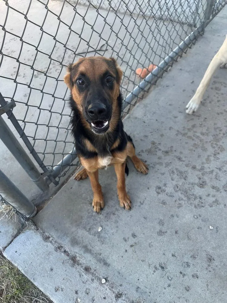 An adult medium-sized female German Shepherd Dog dog named Sprout for adoption in Aurora, CO