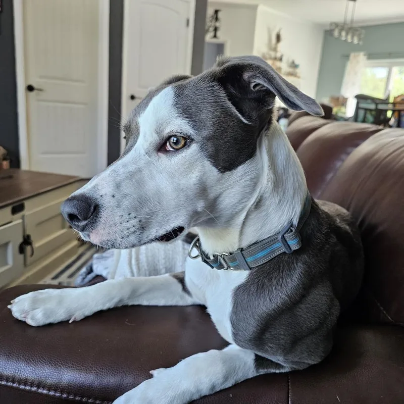 Gravy  Wright City thumbnail 2