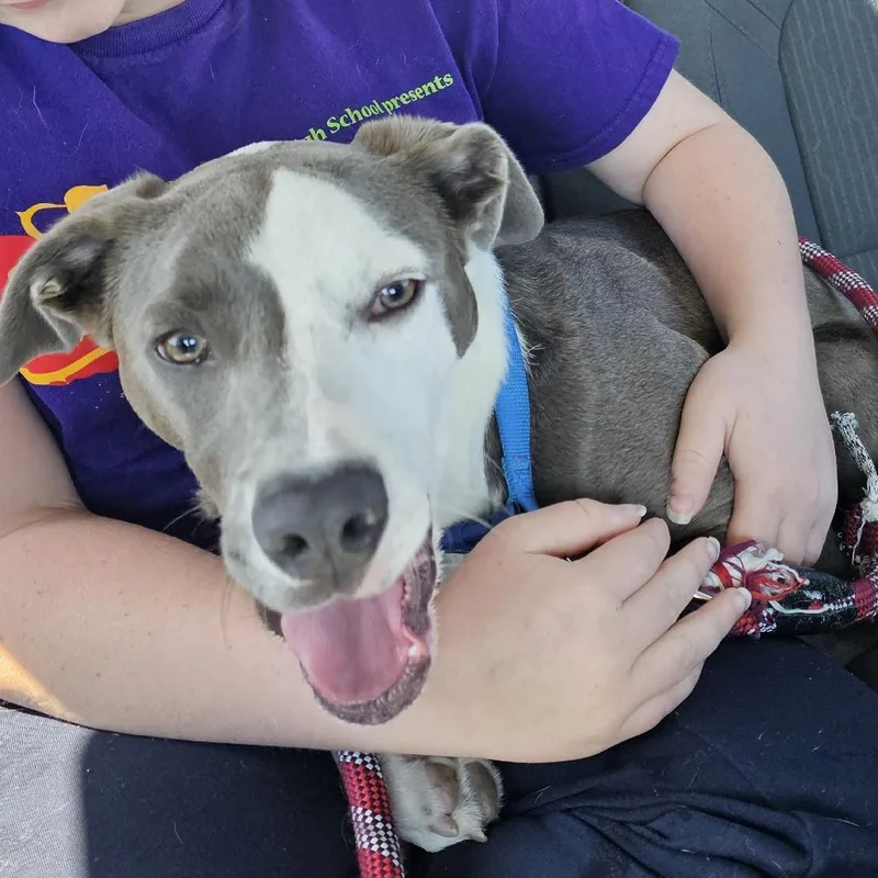 Gravy  Wright City thumbnail 3