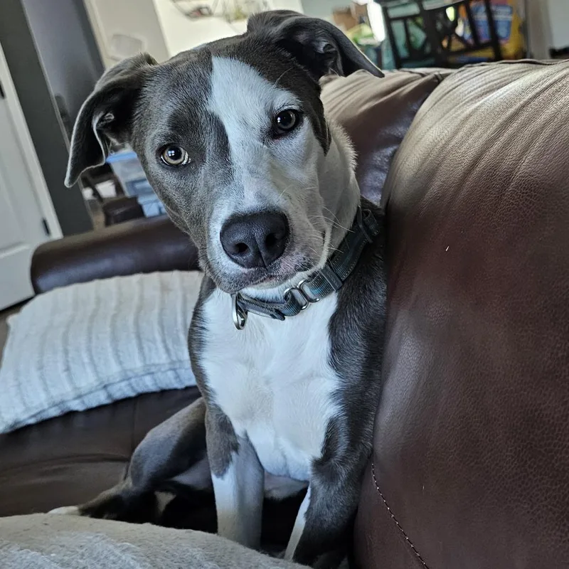 Gravy  Wright City thumbnail 4