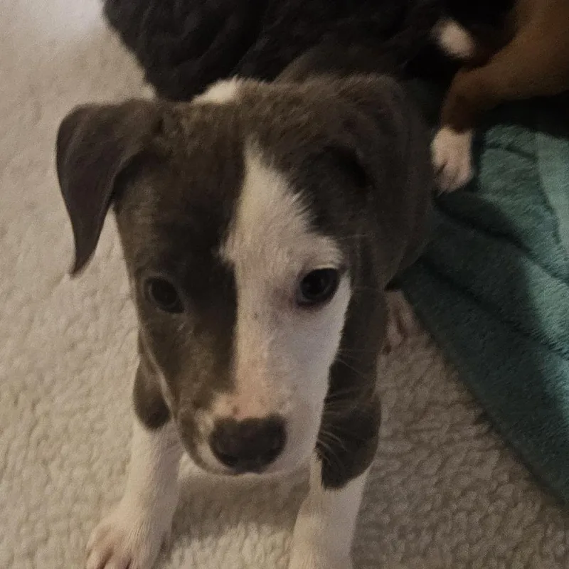 Gravy  Wright City thumbnail 5