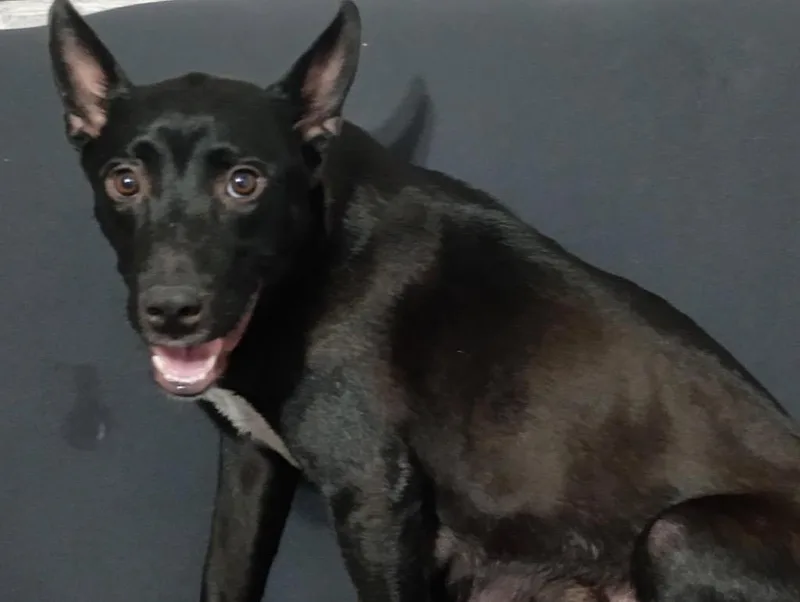 A young medium-sized female Cattle Dog dog named Piper for adoption in Heber City, UT