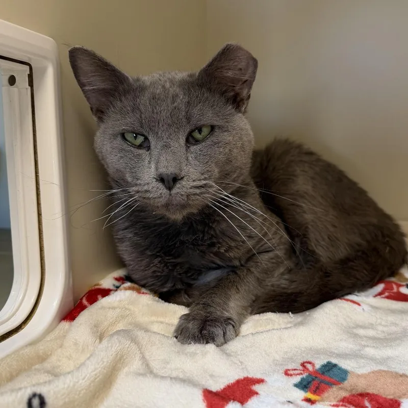 An adult small-sized male Gray / Blue / Silver Domestic Short Hair cat named Anchovy for adoption in Cody, WY