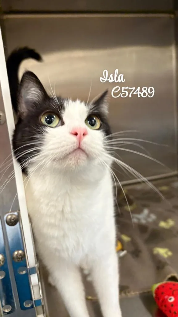 An adult medium-sized female Domestic Short Hair cat named Isla for adoption in Clarksville, TN
