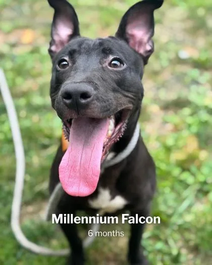 An adult medium-sized male Mixed Breed dog named Millennium Falcon for adoption in Fallston, MD